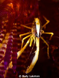 Squat Lobster on Fire Urchin by Budy Lukman 